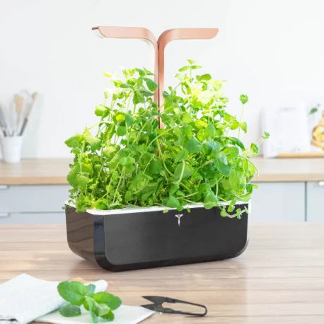 Véritable Lingot Mint